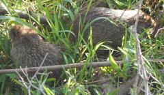 Thryonomys swinderianus