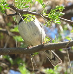 Apalis thoracica capensis