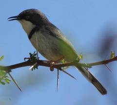 Apalis thoracica capensis