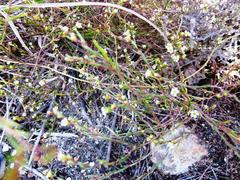 Coleonema juniperinum