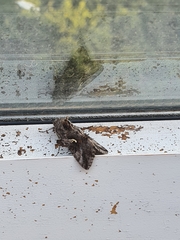 Autographa gamma