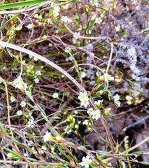 Coleonema juniperinum