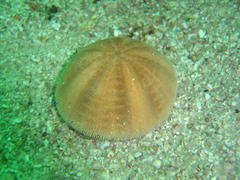 Echinolampas crassa