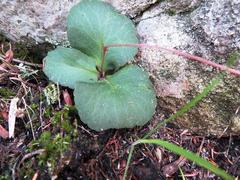 Crassula capensis capensis
