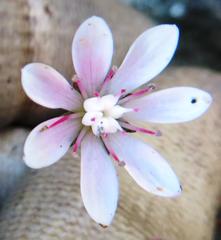 Crassula capensis capensis
