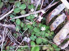 Crassula capensis capensis