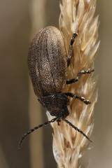 Galeruca pomonae