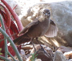 Cercotrichas coryphoeus coryphoeus