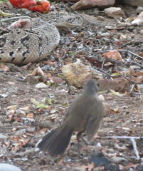 Cercotrichas coryphoeus coryphoeus