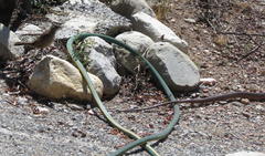 Cercotrichas coryphoeus coryphoeus