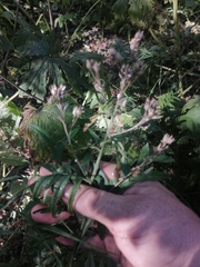 Polemonium caeruleum