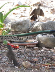 Cercotrichas coryphoeus coryphoeus