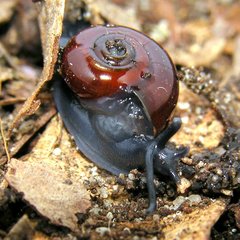 Trachycystis tollini