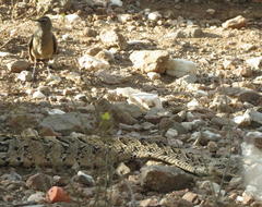 Cercotrichas coryphoeus coryphoeus
