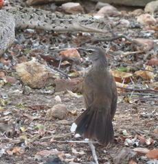 Cercotrichas coryphoeus coryphoeus