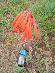 Cyrtanthus tuckii transvaalensis