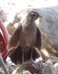 Cercotrichas coryphoeus coryphoeus