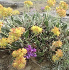 Eriogonum flavum flavum