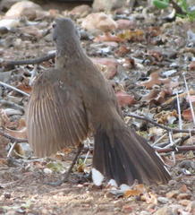 Cercotrichas coryphoeus coryphoeus
