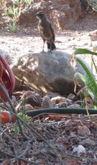 Cercotrichas coryphoeus coryphoeus