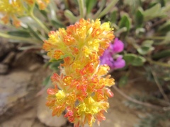 Eriogonum flavum flavum