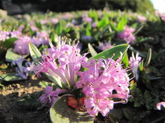 Lachenalia pygmaea