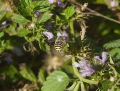 Anthidium cingulatum