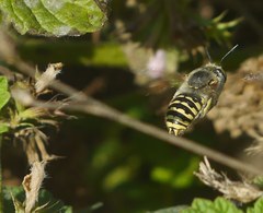 Anthidium cingulatum