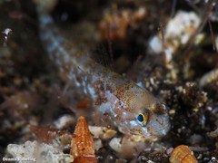 Vanneaugobius canariensis