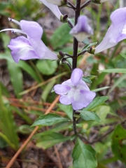 Scutellaria arenicola