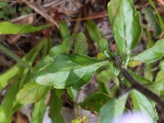 Scutellaria arenicola