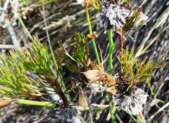 Serruria phylicoides