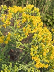 Solidago rigida