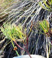 Serruria phylicoides