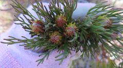 Serruria phylicoides