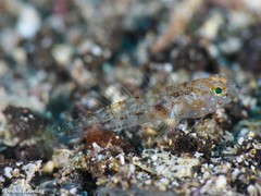 Vanneaugobius canariensis