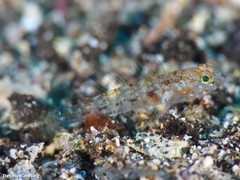 Vanneaugobius canariensis