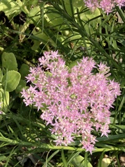 Hylotelephium spectabile