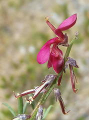 Indigofera meyeriana