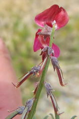 Indigofera meyeriana