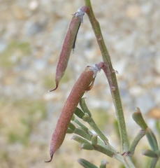 Indigofera meyeriana
