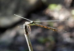 Lestes virgatus
