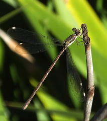 Lestes virgatus