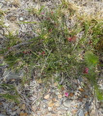 Indigofera meyeriana