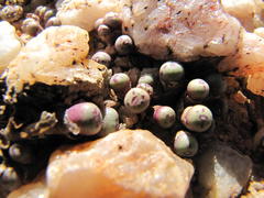 Conophytum hyracis