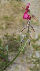 Indigofera meyeriana