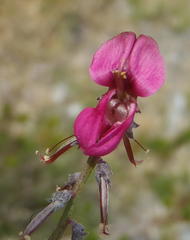 Indigofera meyeriana