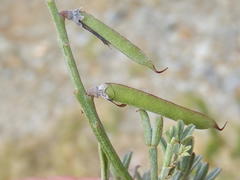 Indigofera meyeriana