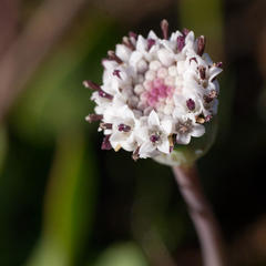 Othonna digitata