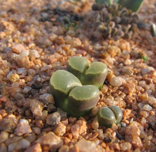Ophthalmophyllum pubescens